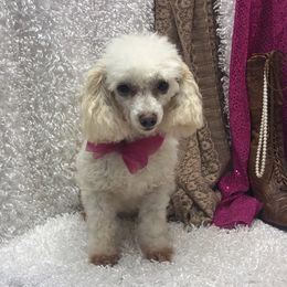 Sophie - Maltipoo