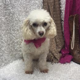 Sophie - Maltipoo