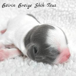 Shih Tzu Puppies from Beirin Breige Shih Tzus