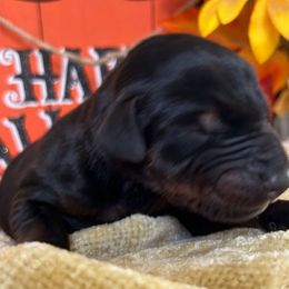 Proximo - Doberman Pinscher puppy from Sky’s Dobermans
