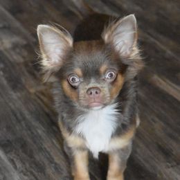 Jazzy - Chihuahua