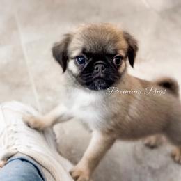Charlie - Fawn male Pug puppy in Shady Hills, Florida from Premium Pugs