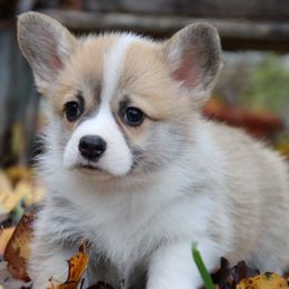 Yeska - Fawn female Pembroke Welsh Corgi puppy in Pollock, Missouri from Northstar