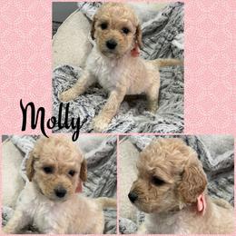 Molly - Apricot female Goldendoodle puppy in Ankeny, Iowa from Iowadoodles2love