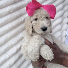 Pink Collar Girl - Cream female Goldendoodle puppy in Knoxville, Tennessee from Niya’s Doodles