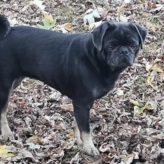 Skye - Pug