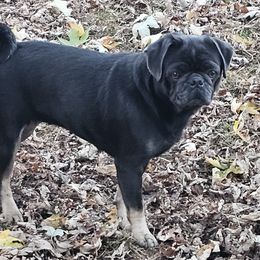 Skye - Pug