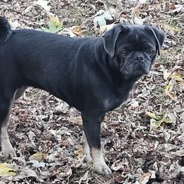 Skye - Pug