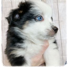 Toy Australian Shepherd Puppies from Canaan Mountain Aussies