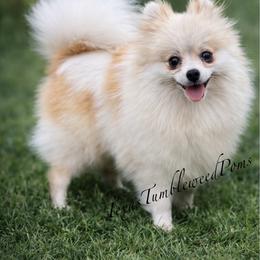 Molly - Pomeranian