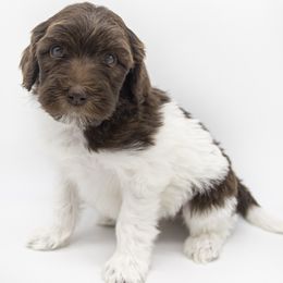 Assorted Doodle Crosses, Bernedoodle, Double Doodle, Goldendoodle, Labradoodle, and Whoodle Puppies from Our Little Farm Life Doodles