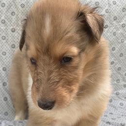 Cliff - Sable merle male Collie puppy in Yulee, Florida from Three Collie Farm