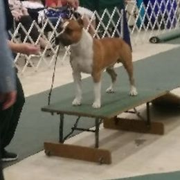 American Staffordshire Terrier All Grown Up from Woodshire AST Kennel
