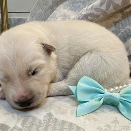 Coconut - Fully Health Tested Parents - White male Siberian Husky puppy in Los Angeles, California from Limitless Huskies