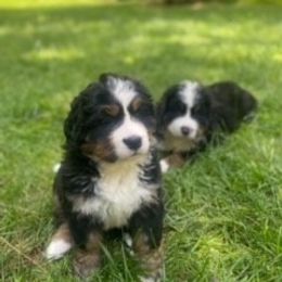 Bernese Mountain Dog Puppies from Blue Ridge Mountains - Bernese Mountain Dog Pups