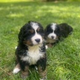 Bernese Mountain Dog Puppies from Blue Ridge Mountains - Bernese Mountain Dog Pups