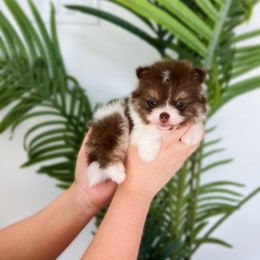 Mia - Chocolate and tan Pomeranian puppy in Menifee, California from Petite Poms Of CA