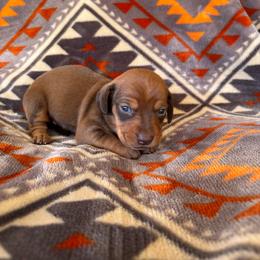 Hickory - Red male Dachshund puppy in Opelika, Alabama from Dachshund Darlins