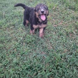 Labradoodle Puppies from Pawpaws Doodles