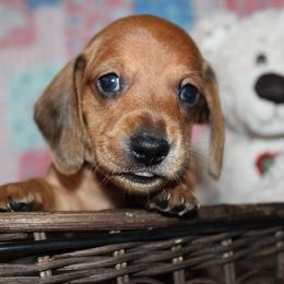 Boy 4 - Red male Dachshund puppy in Craig, Colorado from Rocky Mountain Shih Tzus and Dry Creek Miniature Dachshunds