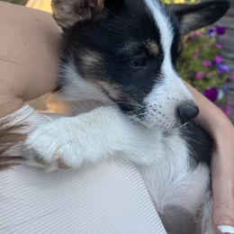 Pembroke Welsh Corgi Puppies from Db’s Pembroke Welsh Corgis