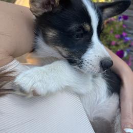 Pembroke Welsh Corgi Puppies from Db’s Pembroke Welsh Corgis
