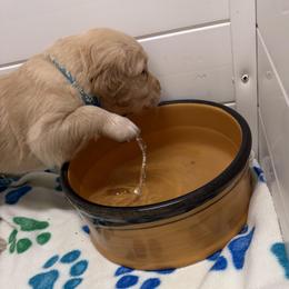 Boy 2 - male Golden Retriever puppy in Lodi, California from Firemark Retrievers