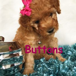 Goldendoodle Puppies from Abidoodles