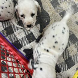 Girl 1 slash eyes - Dalmatian puppy from Dewey’s Dals