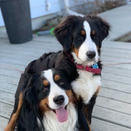 Bernese Mountain Dogs from Deniston Farm Berners