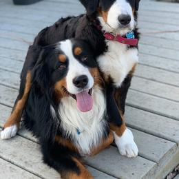 Bernese Mountain Dogs from Deniston Farm Berners