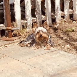 Lily - Yorkshire Terrier