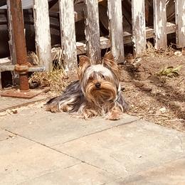 Lily - Yorkshire Terrier