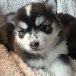 Moose - Black and white male Pomsky puppy in Mc Minnville, Oregon from West Coast Pomskies