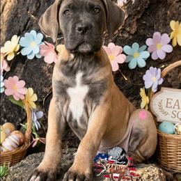 Arrowhead - Brown male Boerboel puppy in Laramie, Wyoming from Standing Stone Boerboels