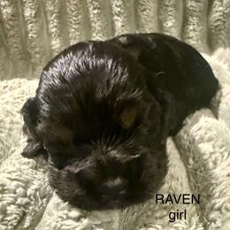 Raven - Black and tan female Cocker Spaniel puppy in Sumter, South Carolina from Cocker Eclipse In Home Kennel