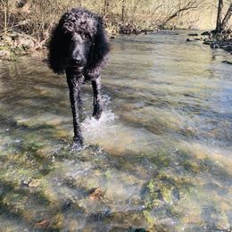 Onyx - Poodle