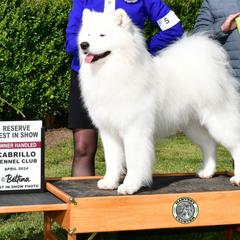 Tekkie - Samoyed