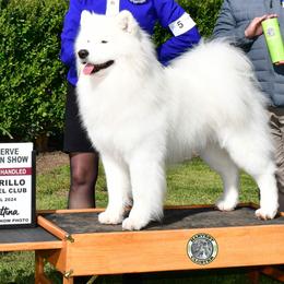 Tekkie - Samoyed