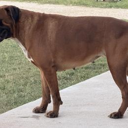 Mia - Boxer