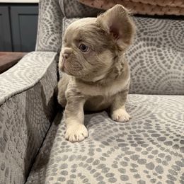Brown collar - Liver male French Bulldog puppy in Wagoner, Oklahoma from Frenchie Frys
