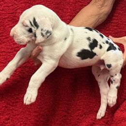 Harlequin Boy 2 - Harlequin male Great Dane puppy in Morriston, Florida from Boulder View Danes