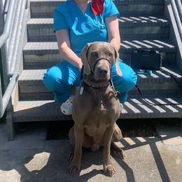 Gunner - Weimaraner