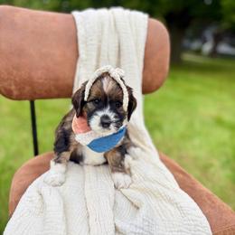 Envy - Sable female Bernedoodle puppy in Buda, Illinois from Hamilton Farm Doodles