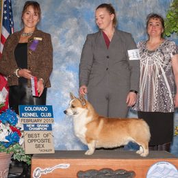 Copper - Pembroke Welsh Corgi