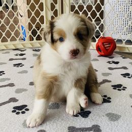 Celine - Red merle female Australian Shepherd puppy in Spanish Fort, Alabama from Southern Luck Aussies