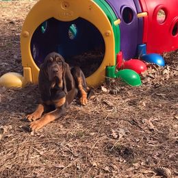 American Bully and Bloodhound Puppies from Blue Collar Kennelz Bloodhounds and American Bullies