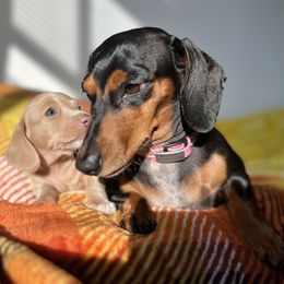 Dachshund Puppies from Duchess Daphne's Doxie Empire
