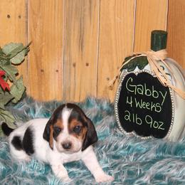 Gabby - Black white and brown female Basset Hound puppy in Dover, Arkansas from S&S American Bassets