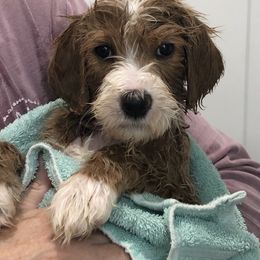 Goldendoodle and Golden Retriever Puppies from Magical Goldens
